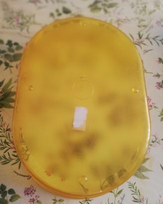 acquario per tartarughe 