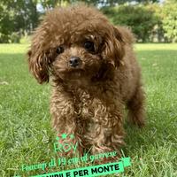 Teacup per monta