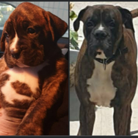 Boxer
