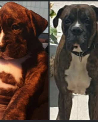 Boxer