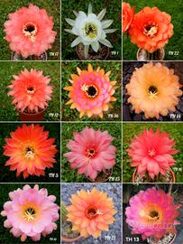 piante trichocereus