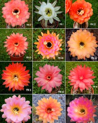piante trichocereus
