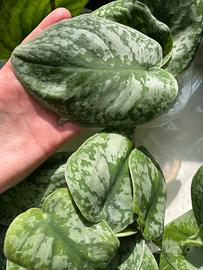 TALEE Piante Scindapsus Pictus Pothos d’Argento