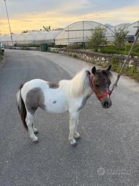 Mini pony