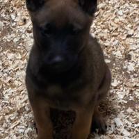 Cuccioli Pastore Belga