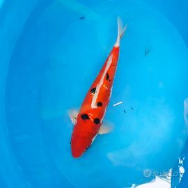 Carpa Koi Taisho Sanke Doitsu