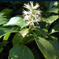 Piante verdi Pachysandra 