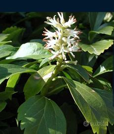 Piante verdi Pachysandra 
