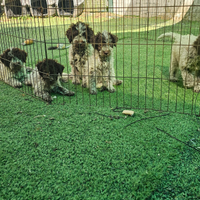 Lagotto