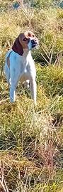 Cane pointer inglese