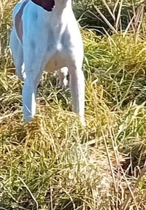 Cane pointer inglese