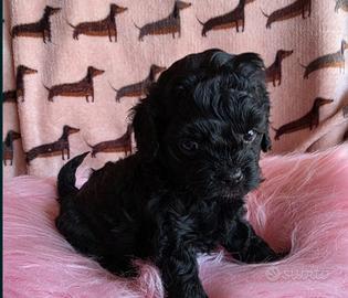 Barboncino mini toy Total Black femminuccia