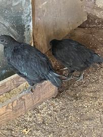 Pulcino ayam cemani