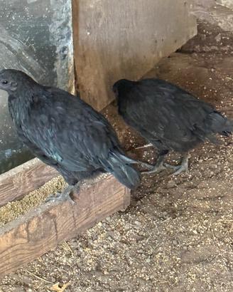Pulcino ayam cemani