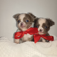 Cuccioli di chihuahua