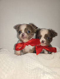 Cuccioli di chihuahua