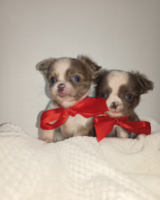 Cuccioli di chihuahua