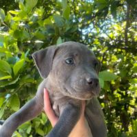 Cucciolo pitbull