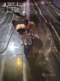 hfer chihuahua mini Toy 