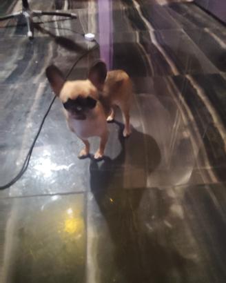 hfer chihuahua mini Toy 