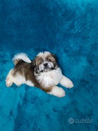 Cuccioli Shih-Tzu