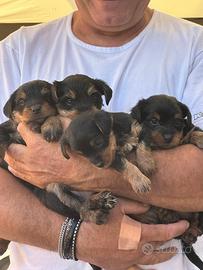 Yorkshire terrier