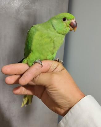 Parrocchetto dal collare allevato a mano