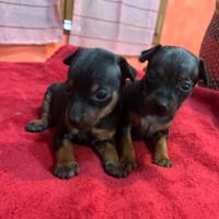 Pincher Pinscher toy