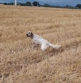 Setter inglese maschio