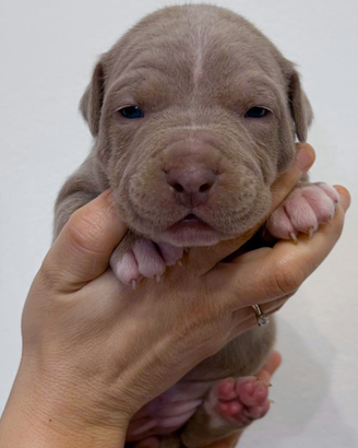 Pitbull
