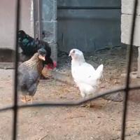 Galline