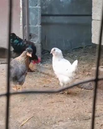 Galline