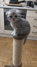Vendita cuccioli Scottish fold e straight