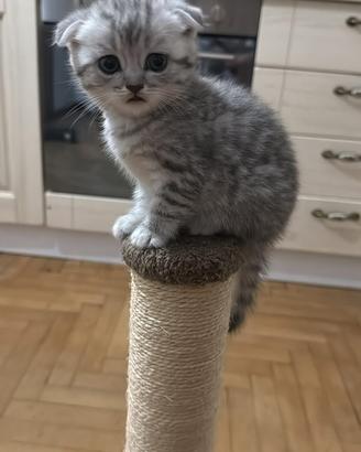 Vendita cuccioli Scottish fold e straight