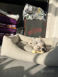Cucciola bulldog francese merle