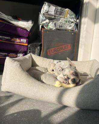 Cucciola bulldog francese merle