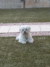 Maltese di 4 anni