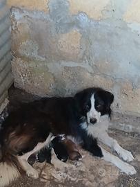 Border collie