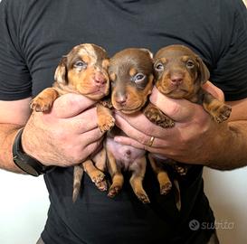 Cuccioli bassotto arlecchino e choco con pedigree