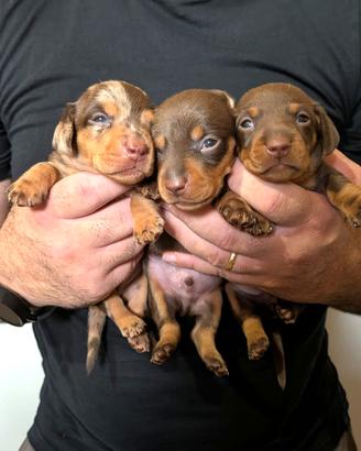 Cuccioli bassotto arlecchino e choco con pedigree