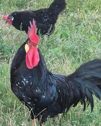 Pollo razza Ancona
