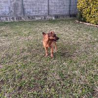 Cercarsi famiglia per rex