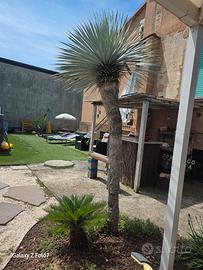 pianta yucca 