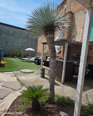 pianta yucca 