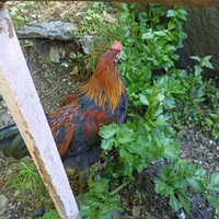 Gallo razza MARANS