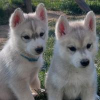 Eccezionali cuccioli di SIBERIAN HUSKY