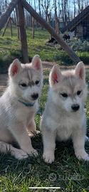 Eccezionali cuccioli di SIBERIAN HUSKY
