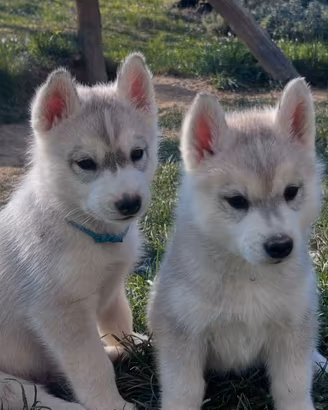 Eccezionali cuccioli di SIBERIAN HUSKY