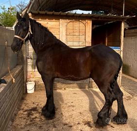 Frisone bravissimo per sella e carrozza