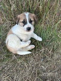 Splendidi cuccioli da guardia